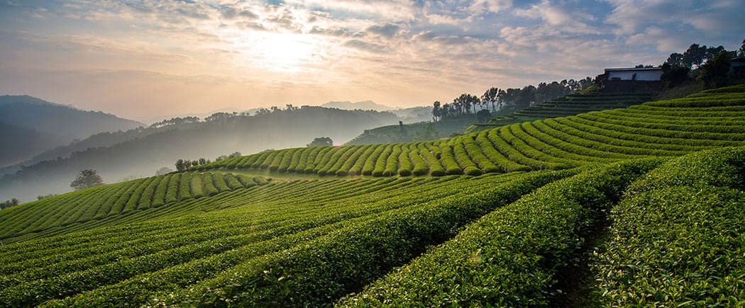 A beautiful tea farm in the morning sunrise at Doi Mae-Salong, Chiangrai province.