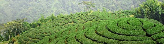 rolling hills of a healthy tea farm