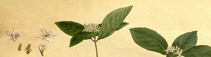 illustration of Camellia sinensis plant