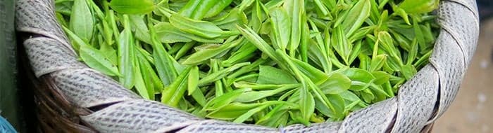 basket of freshly-cut tea leaves