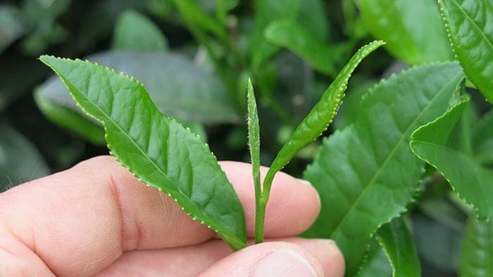a hand holding a cluster of tea leaves still on the tea plant, for careful inspection